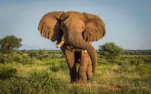 The-mighty-Miguna-Miguna-©-Jane-Wynyard_Save-the-Elephants-1024x640