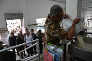 Dorongan Regulasi Untungkan Peternak Sapi Lokal