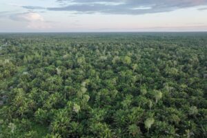 Pohon-Sagu-di-Hutan-Sorong-Selatan-Dok.Konservasi-Indonesia-Rens-Lewerissa-copy