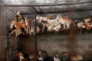 HSI-Yulin-cat-slaughterhouse-2015-321c