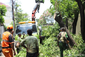 Antisipasi Tumbang, Lima Pohon di Darmawangsa X Dipangkas